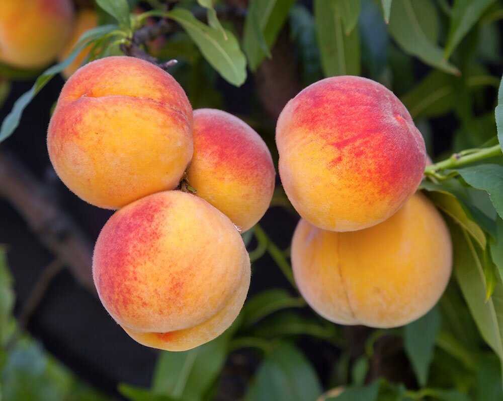 Новые сорта персиковых деревьев: красота и вкус