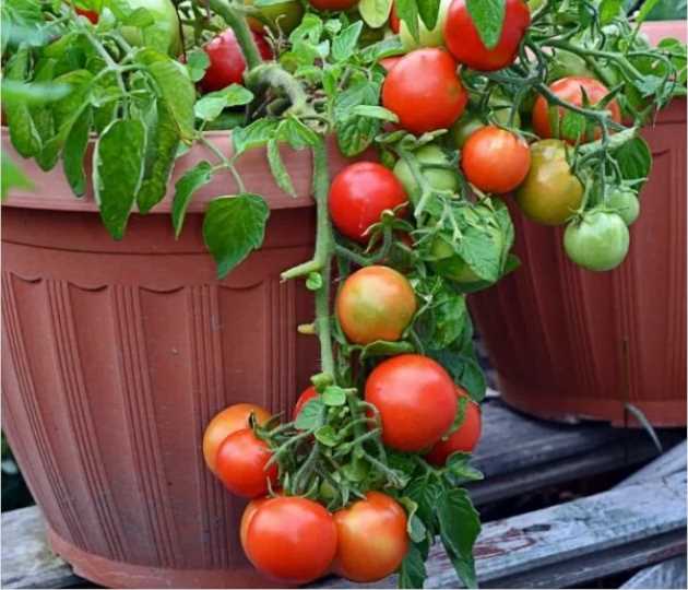 Сорта томатов: какие виды томатов подойдут для сада