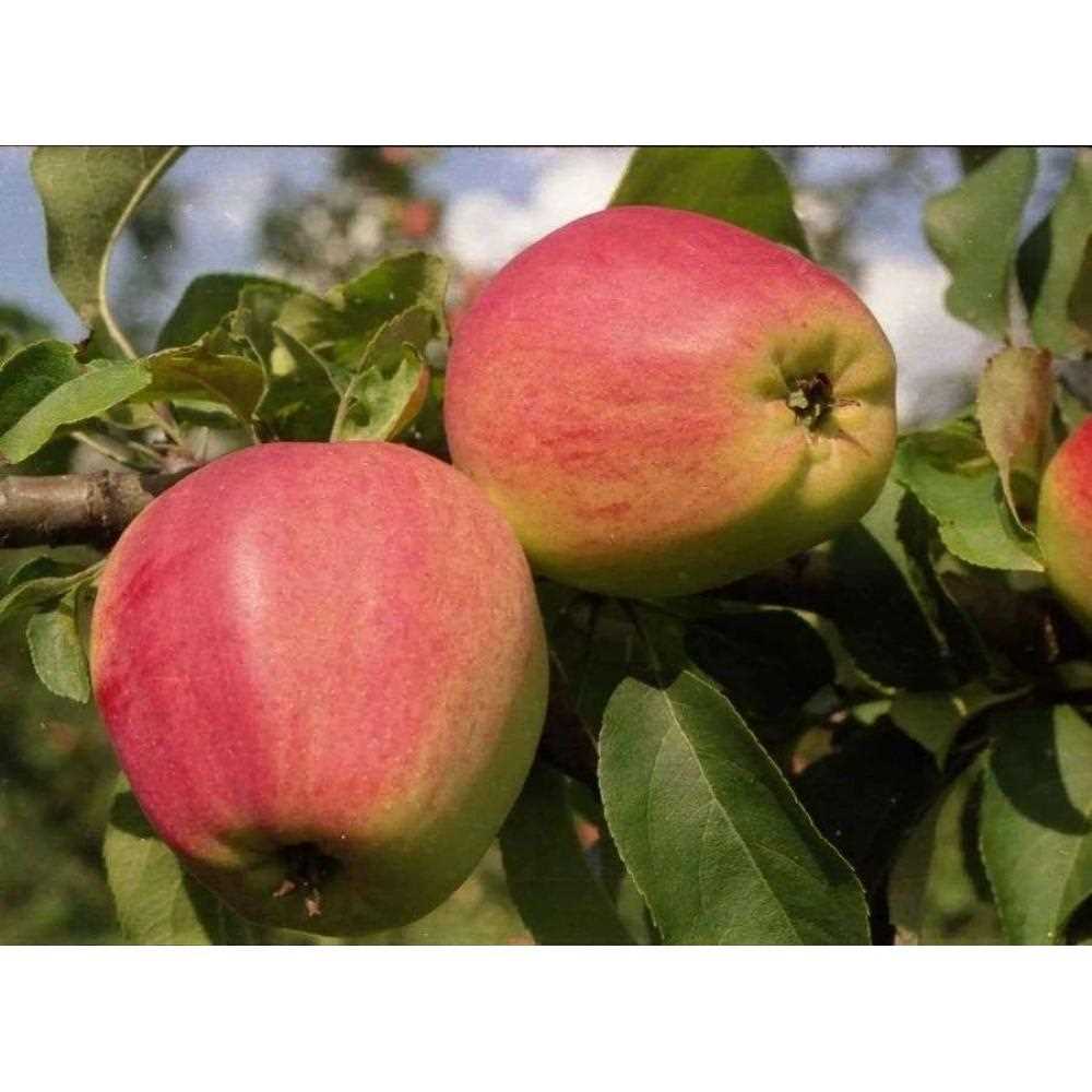 Сорта яблонь: подбор и уход за разными видами яблочных деревьев