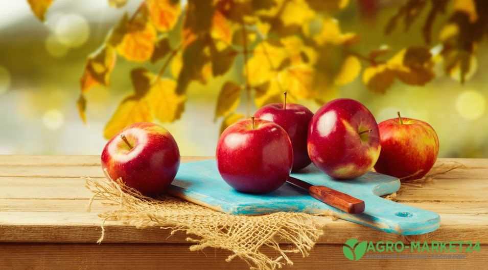 Яблони: популярные сорта и их преимущества