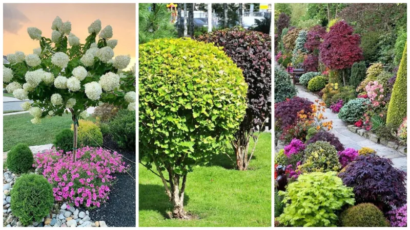Декоративные садовые растения для участка: выбор и посадка