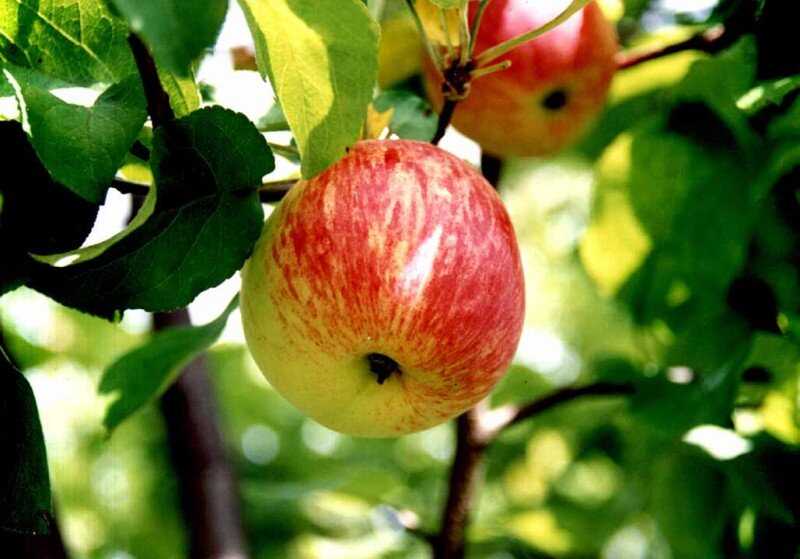 Изучаем разные сорта яблонь: как выбрать лучший