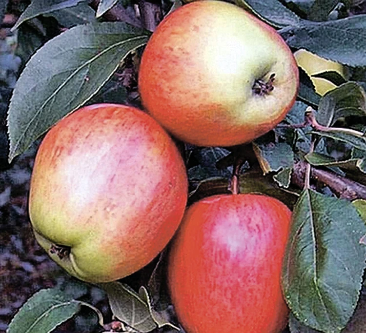 Лучшие сорта яблонь для сада