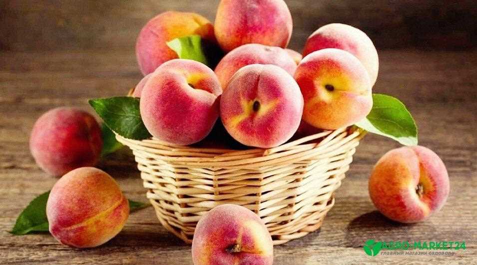 Персики: особенности популярных сортов и их выращивание