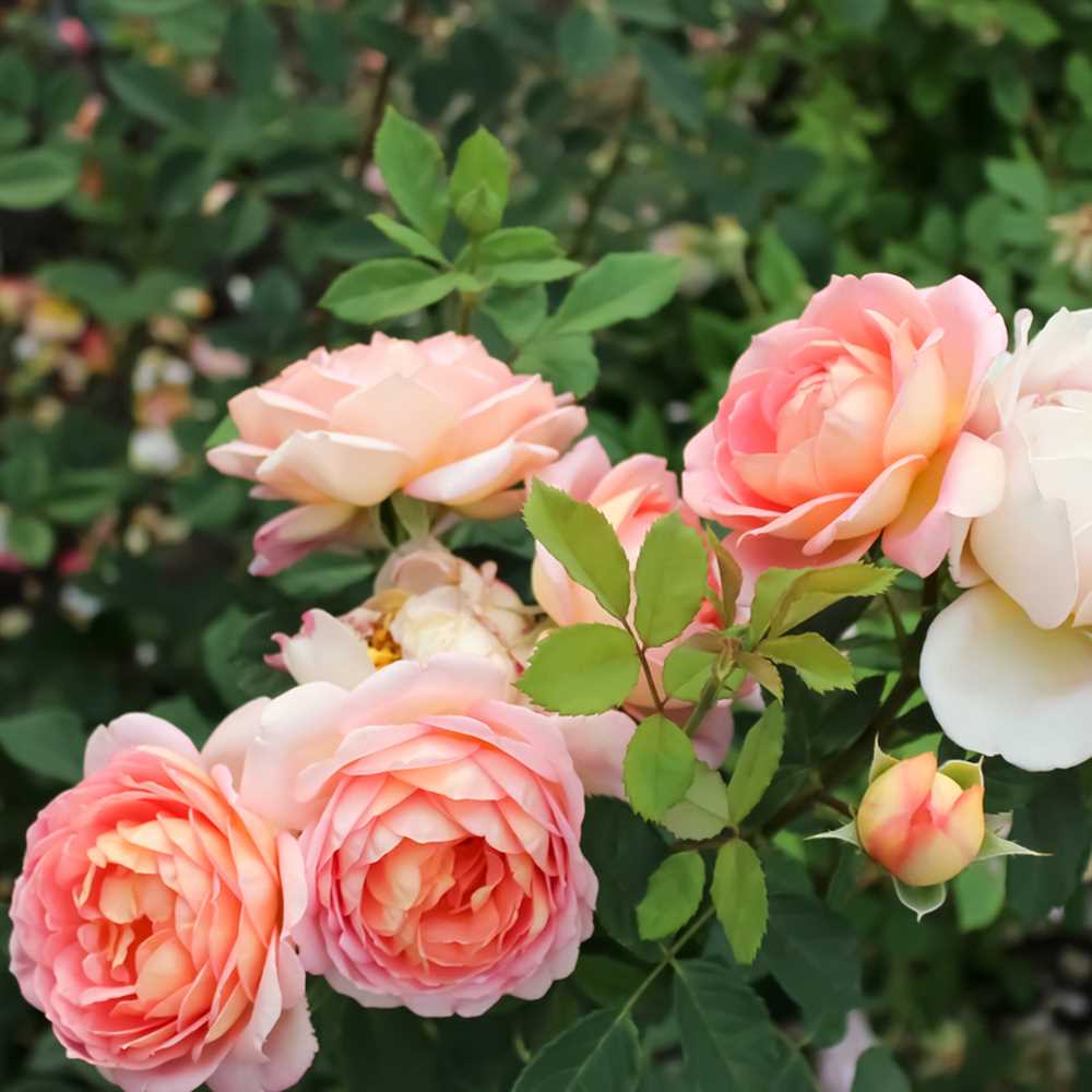 Розы: какие сорта выбрать для создания ароматного сада