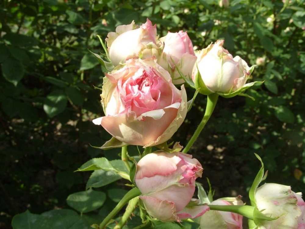 Розы: лучшие сорта для создания романтического сада