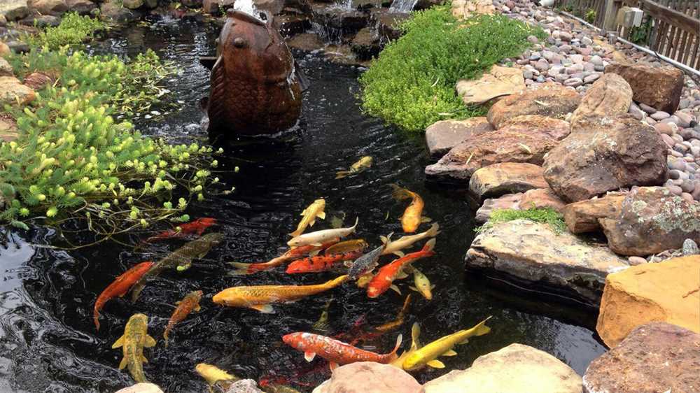 Садовые водоемы: создаем атмосферу спокойствия и красоты