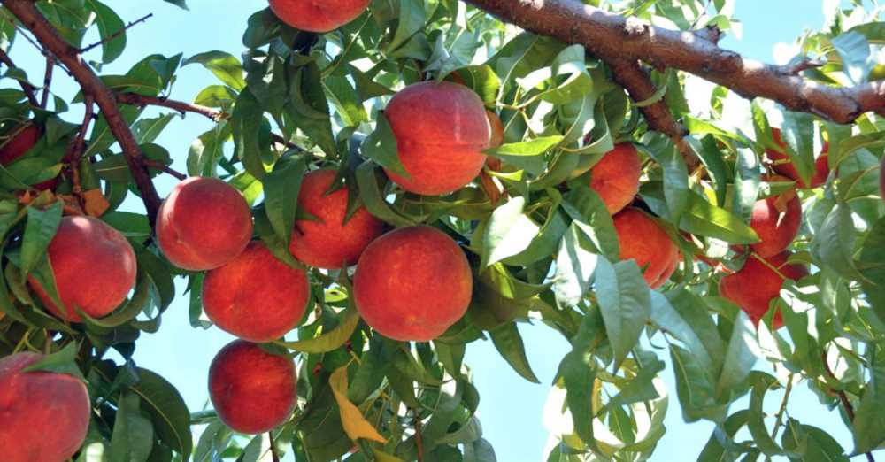 Сорта персиковых деревьев: как правильно выращивать персики на участке