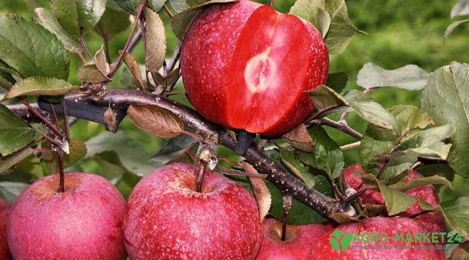 Сорта яблонь: отличия и характеристики популярных сортов