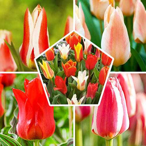 Тюльпаны: разнообразие сортов для яркого весеннего цветения