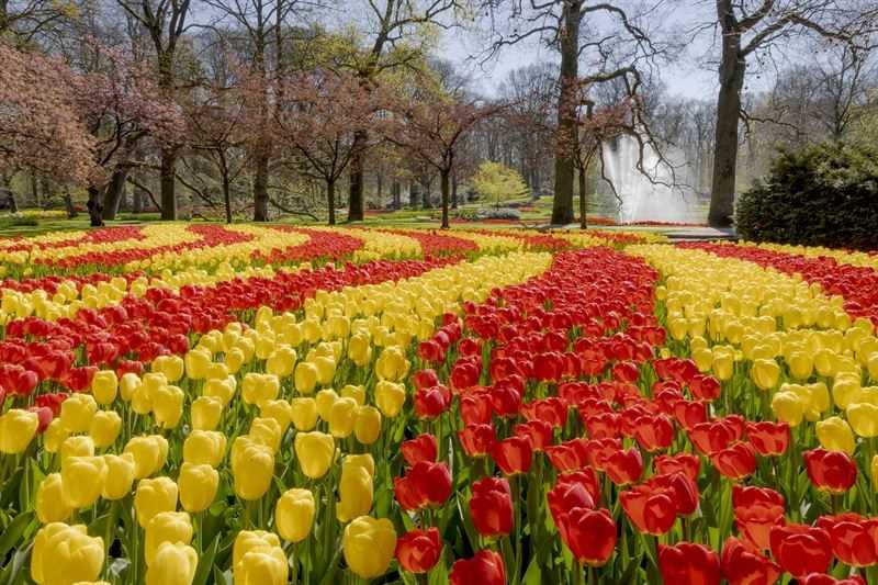 Тюльпаны: создаем яркие акценты в саду