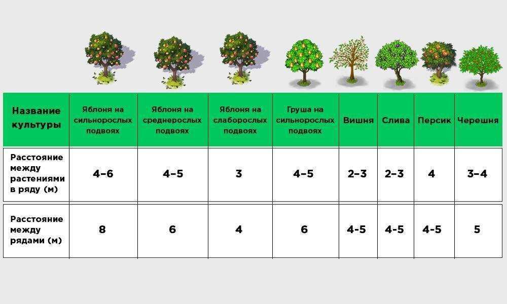 Выращивание плодовых деревьев: основные правила и подходы