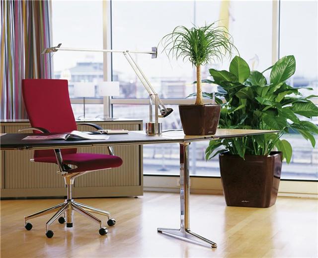 Комнатные растения для офиса