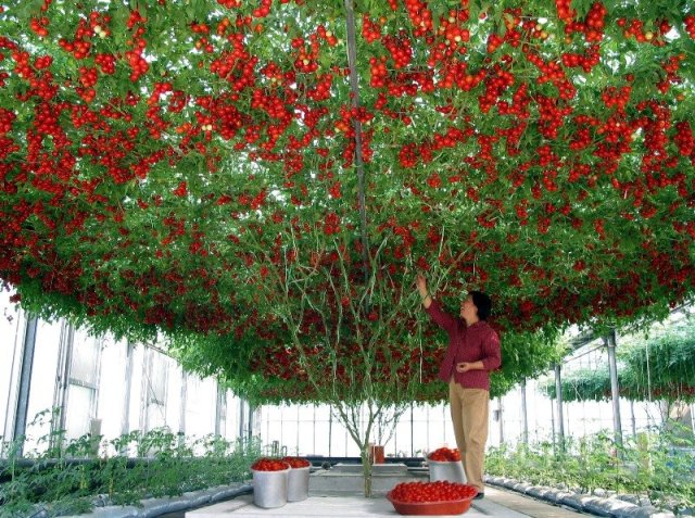 Что мы знаем о томатном дереве спрут