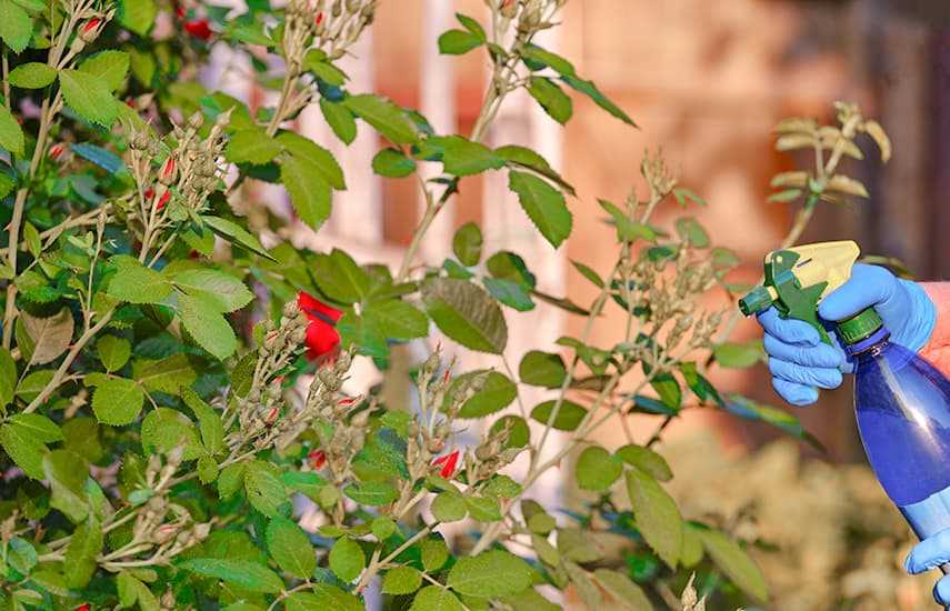 Уход за садовыми цветами: основные правила полива и подкормки